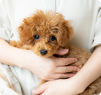 犬ワクチン接種