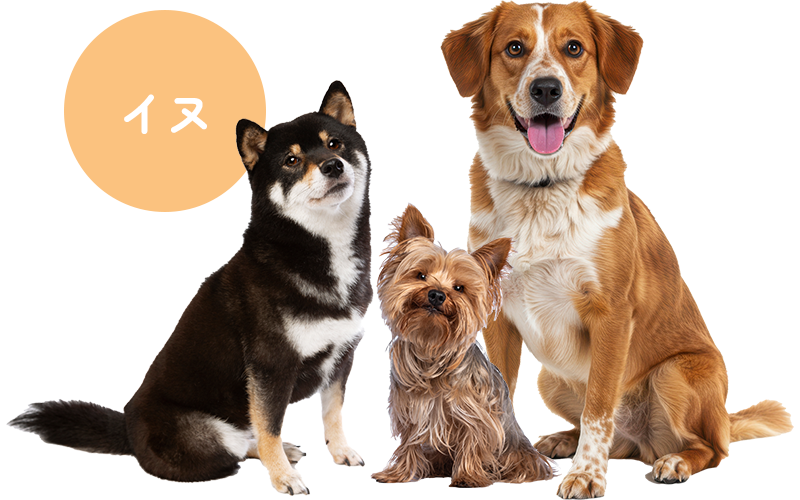 診療対象動物:犬