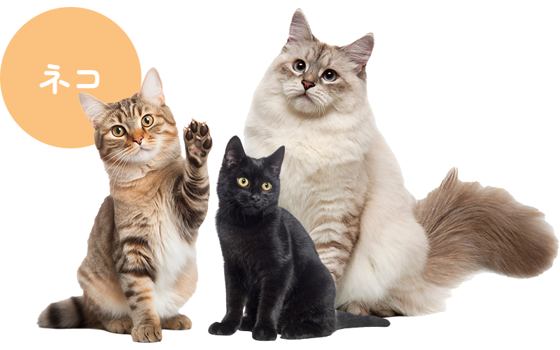 診療対象動物:猫