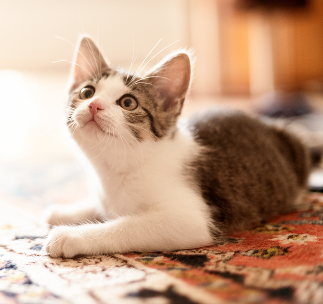 猫ワクチン接種