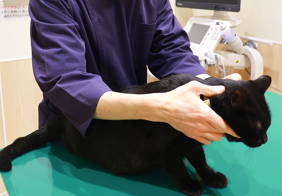 ネコの触診