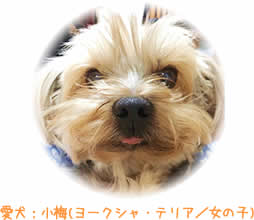 愛犬